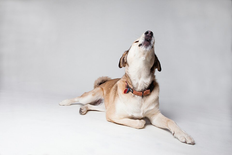Por que cachorro uiva? Causas, raças e o que fazer agora 1 Cachorro uivando com a cabeça levantada