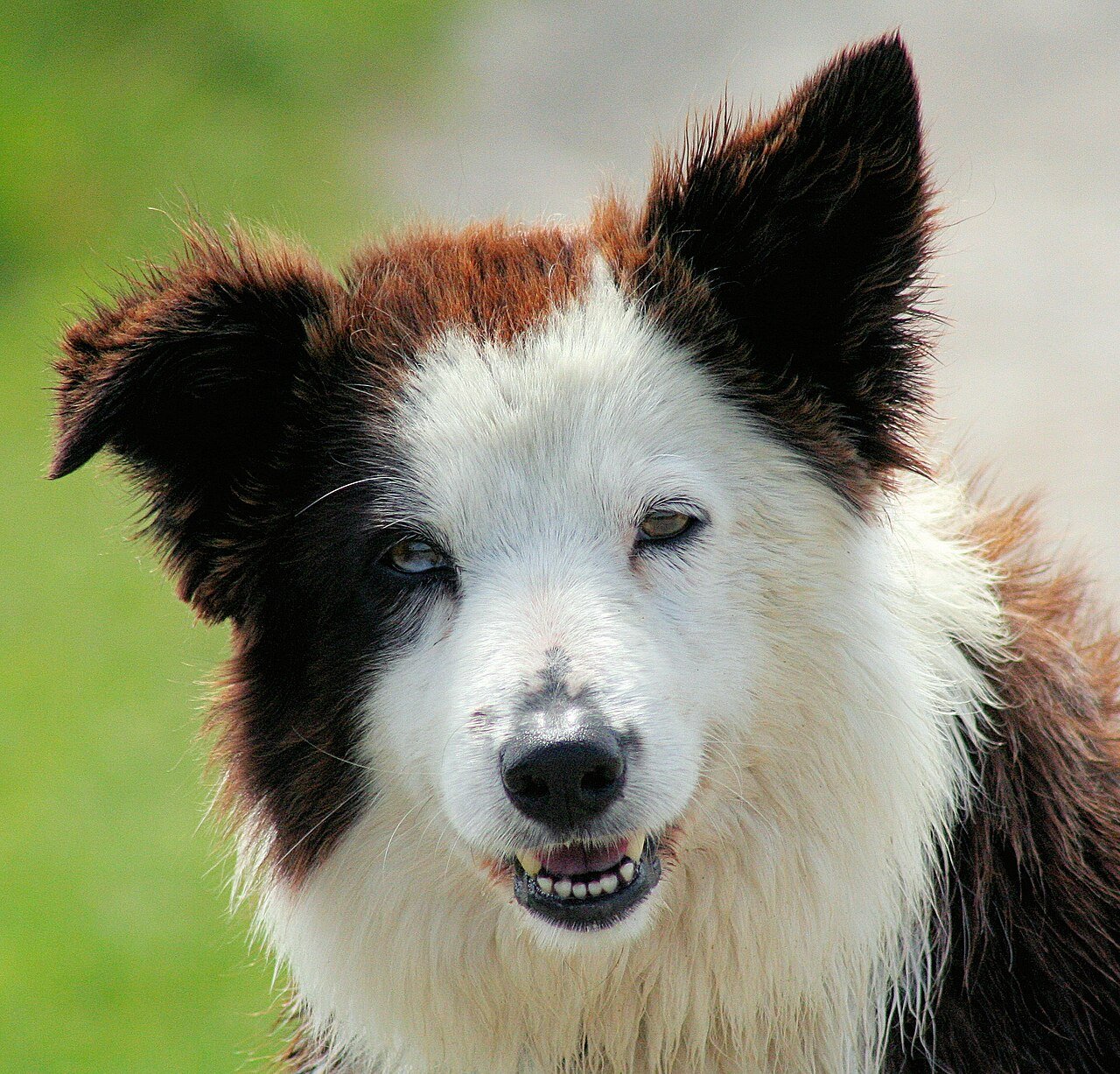 cérebro do cão