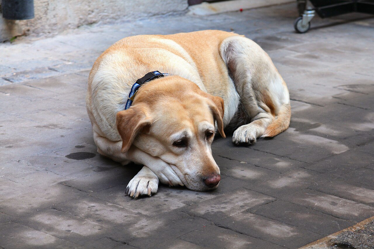 demência em cães