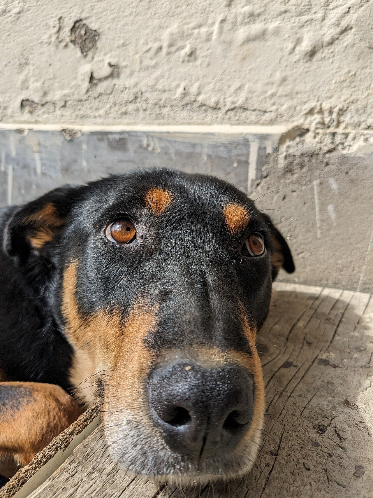 Dia do Animal Abandonado é neste sábado (15): o que fazer de verdade ao encontrar um cão ou gato na rua 1 animal abandonado