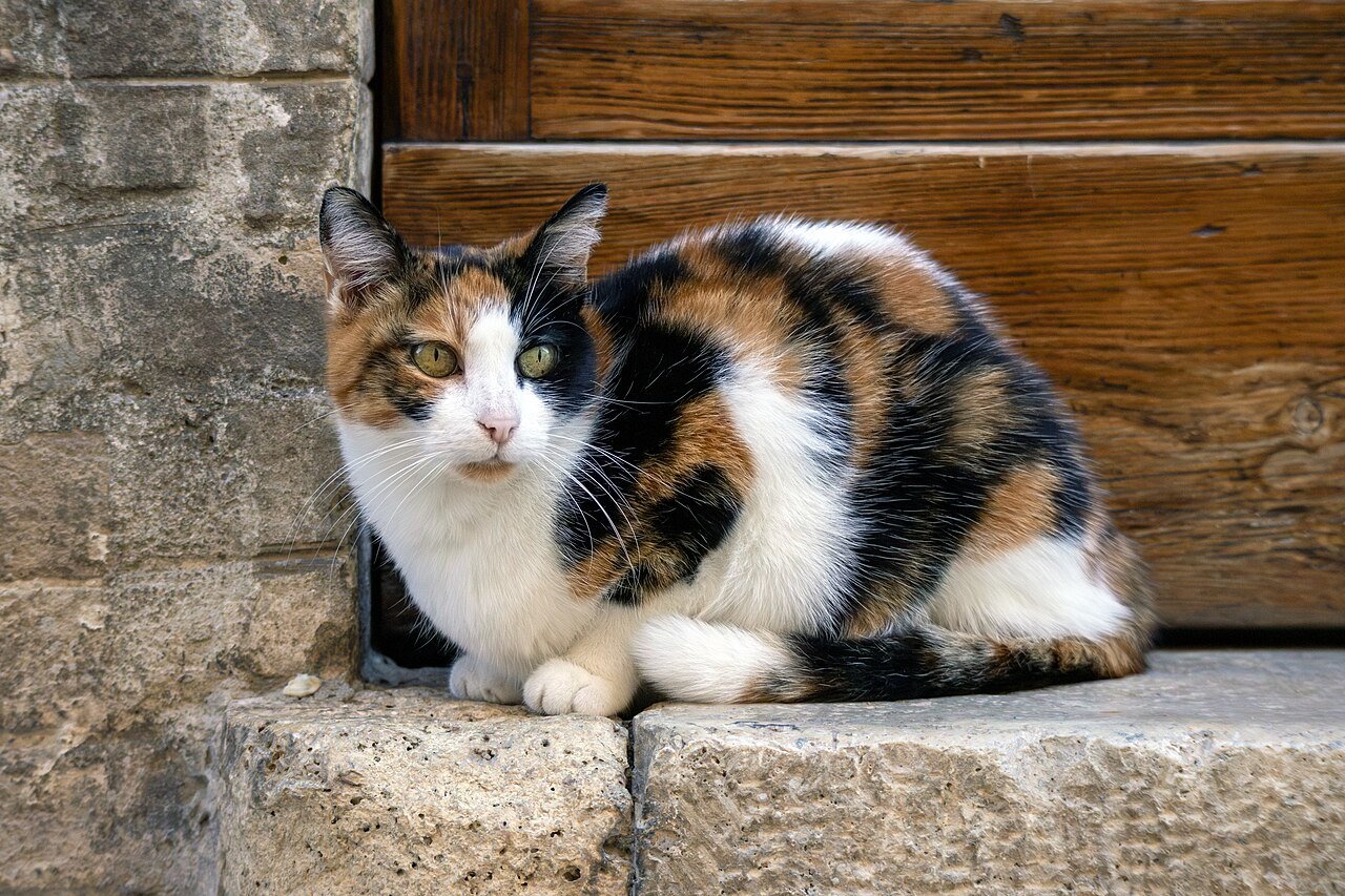 Dia Internacional do Gato