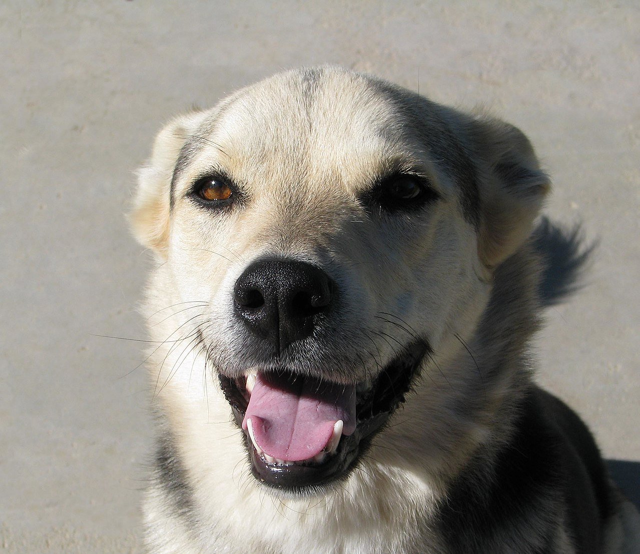 Dia Mundial do Cachorro