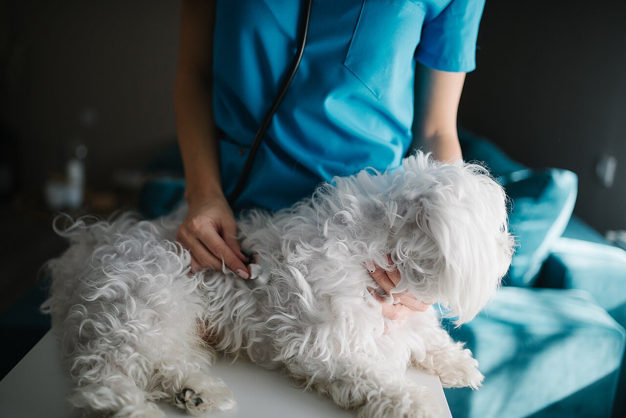doação de sangue para cães e gatos