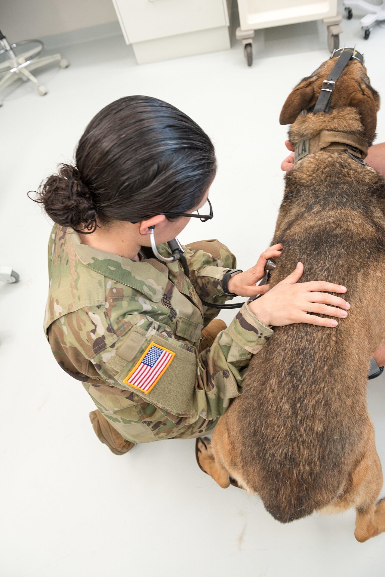 endocanabinologia veterinária