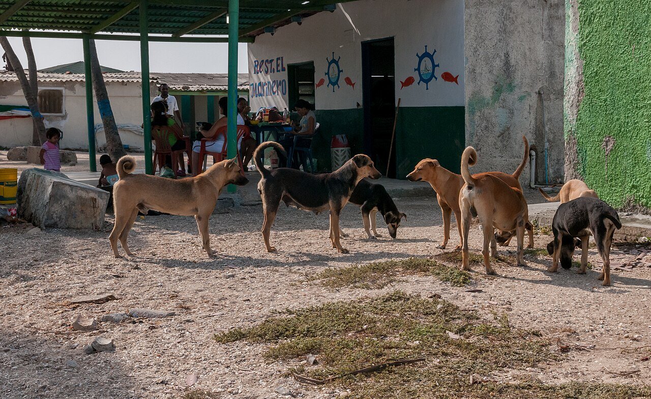 envenenamento de animais