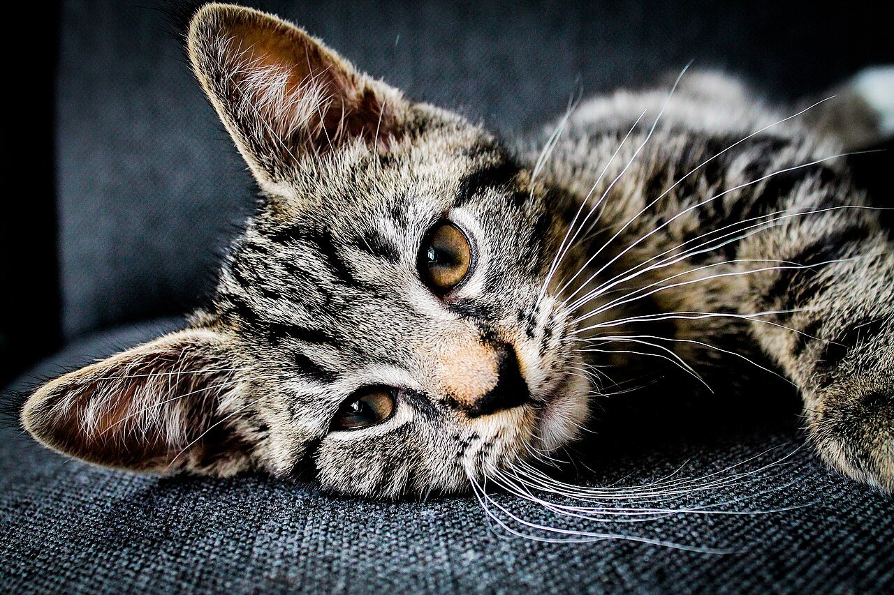 gatos estão ficando mais mansos