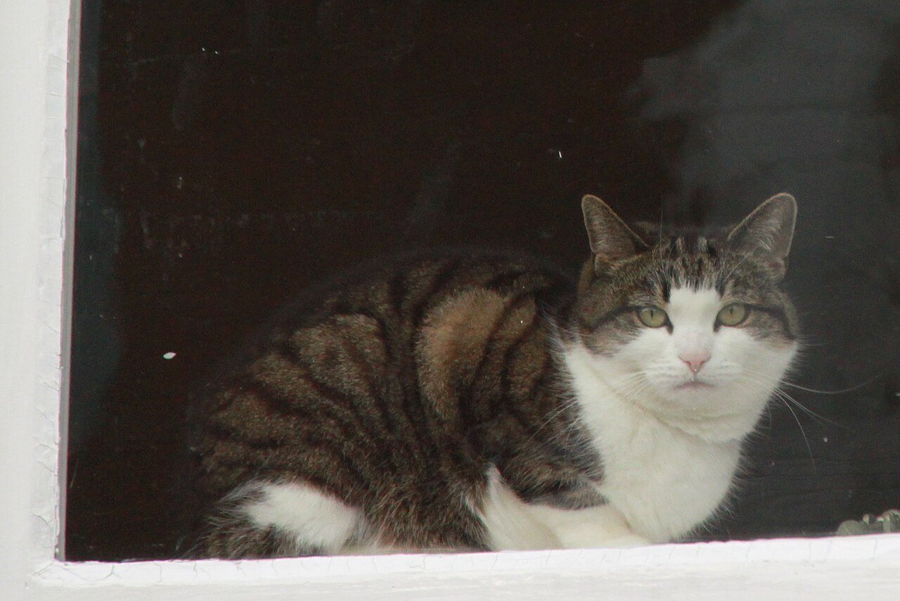 gato dentro de casa