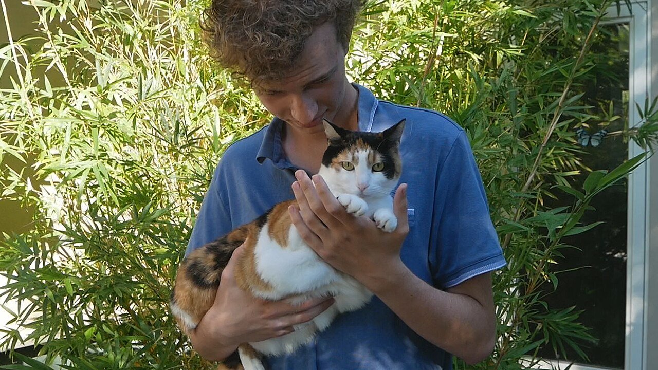 gato mia mais