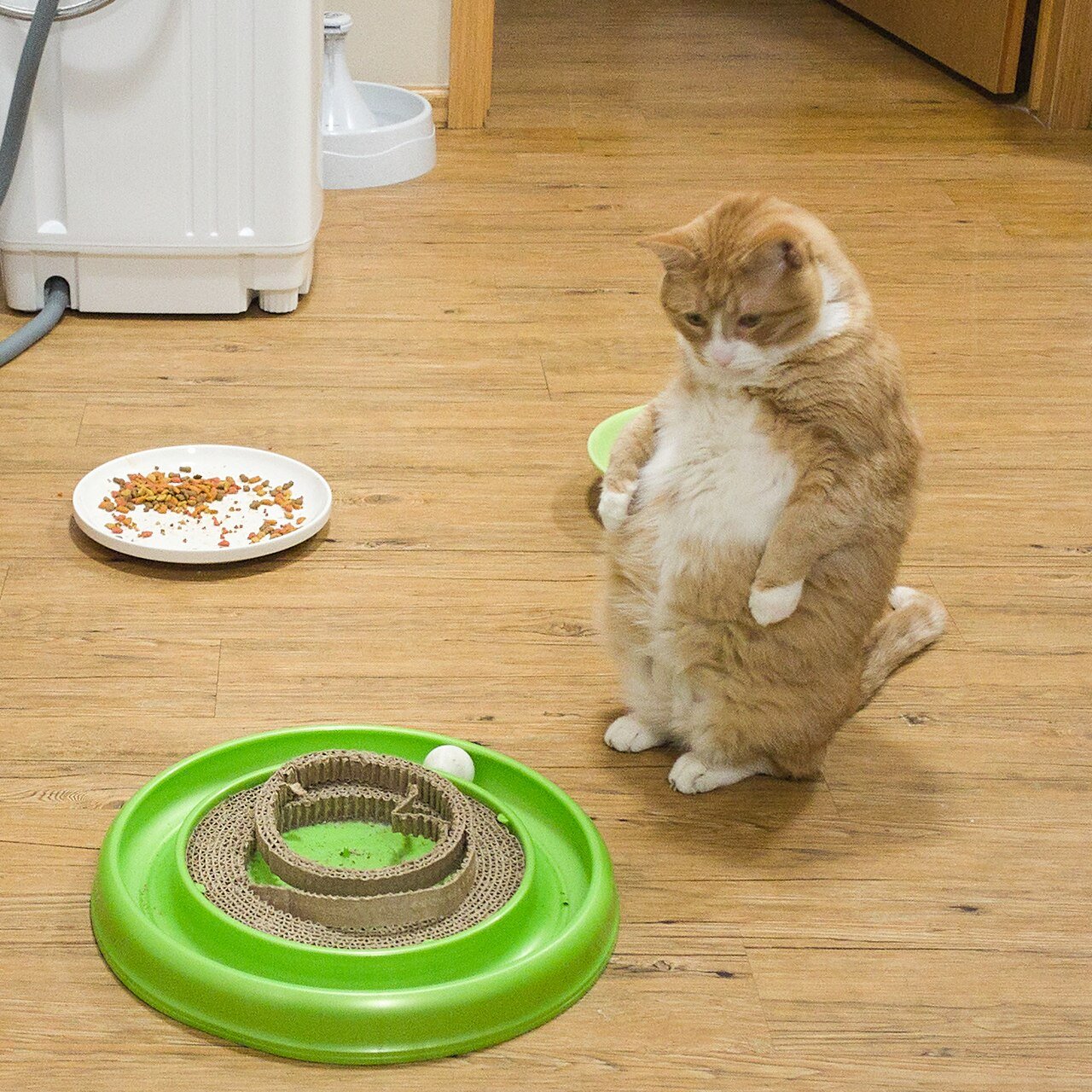 gato prefere o previsível