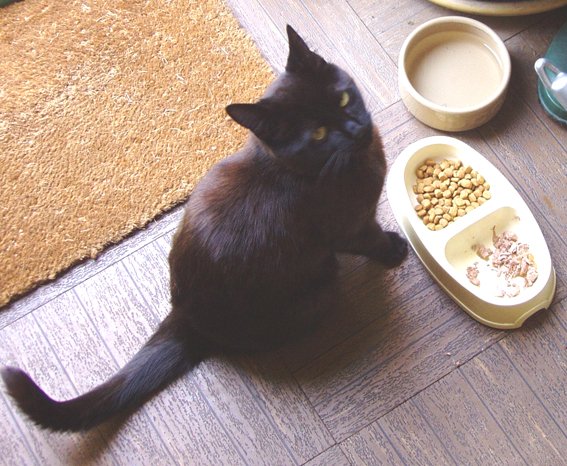 pet food no Brasil