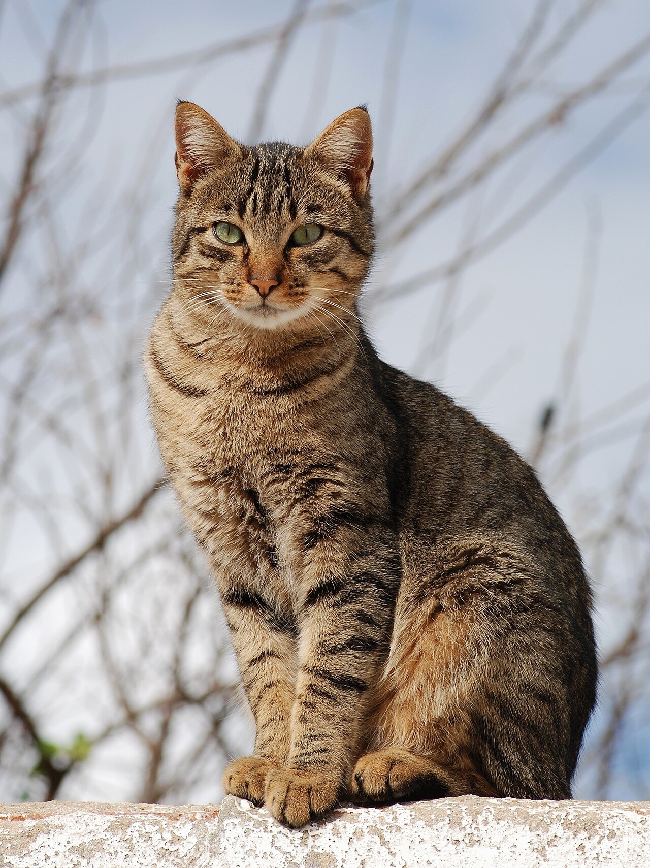 gatos e saúde do coração
