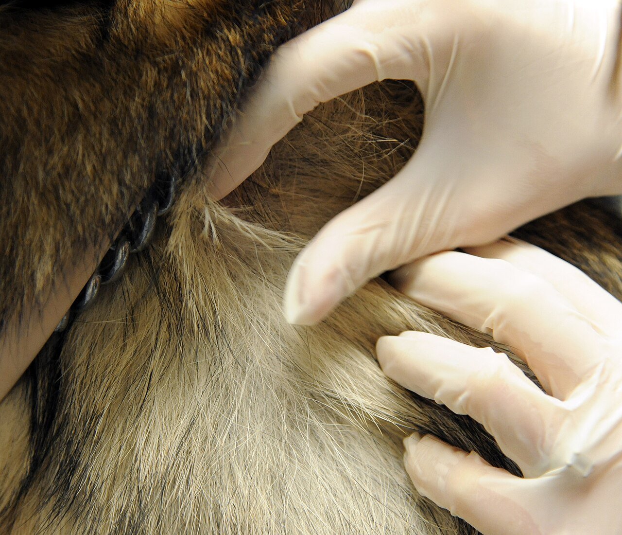Remédio de pet pode ficar mais barato: a portaria do Mapa que cria os genéricos veterinários no Brasil 1 genéricos veterinários