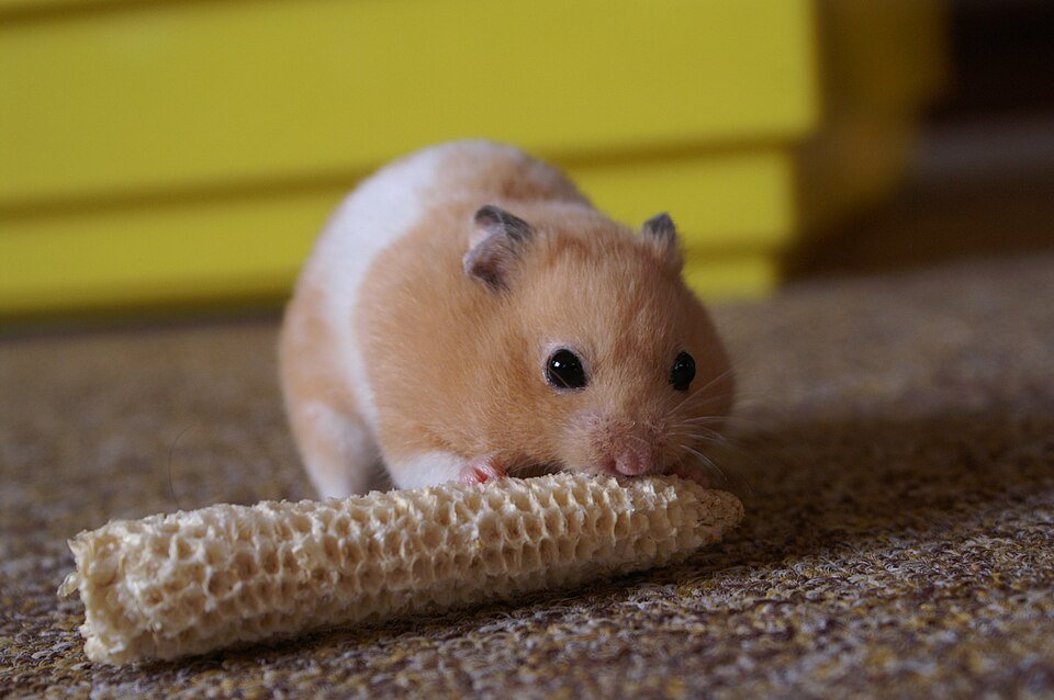 Hamster sírio adulto roendo sabugo de milho