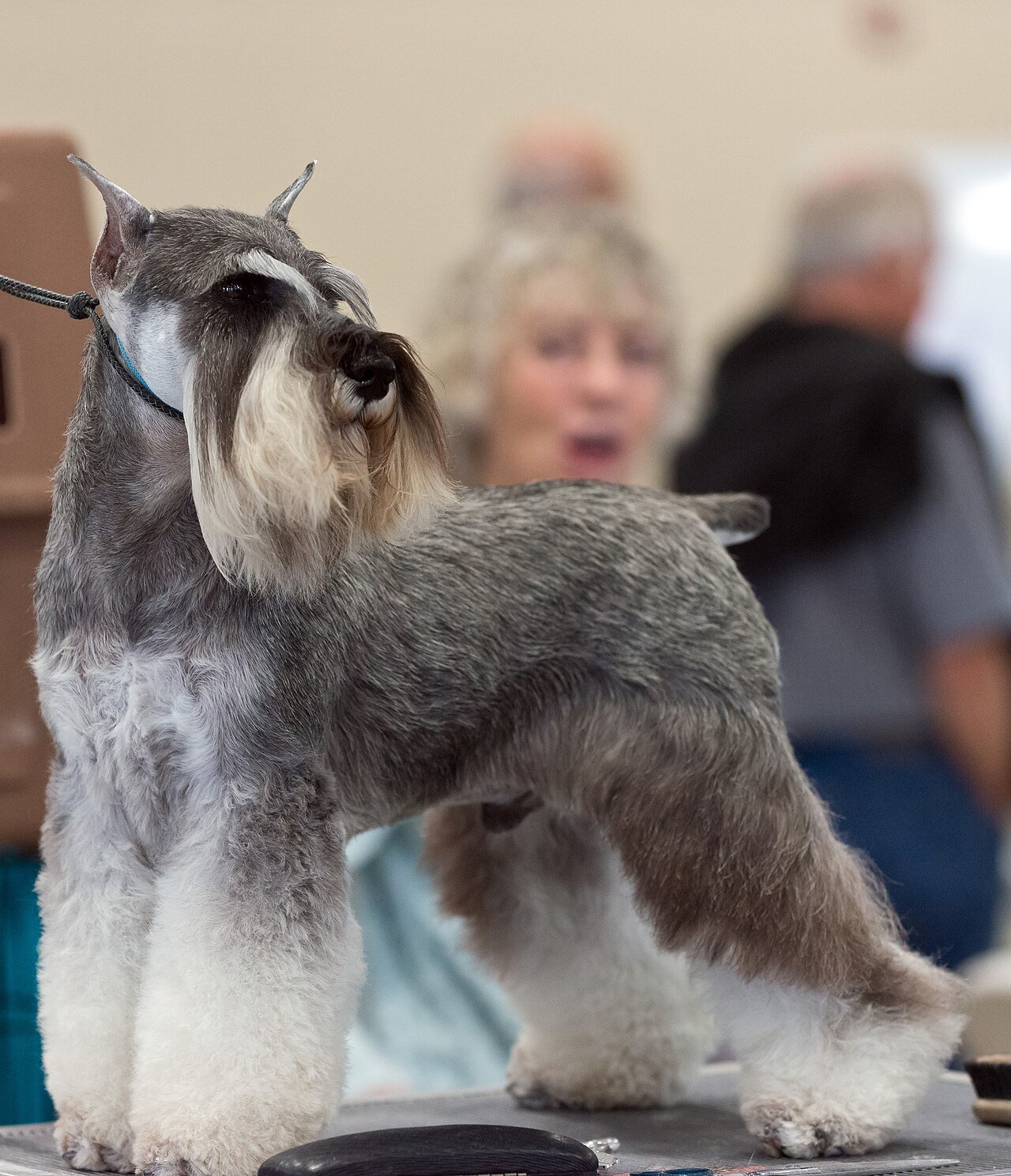 hipertensão em cães