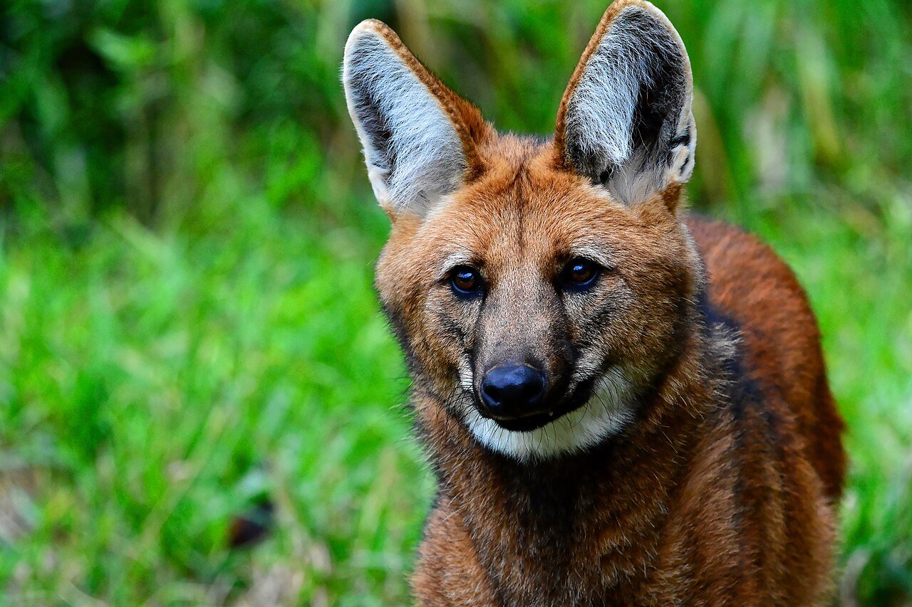 lobo-guará