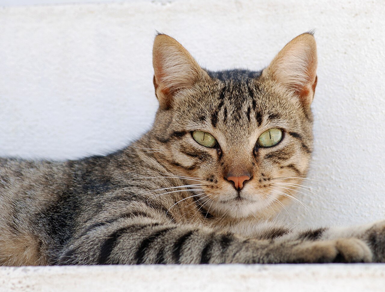 obstrução uretral em gatos