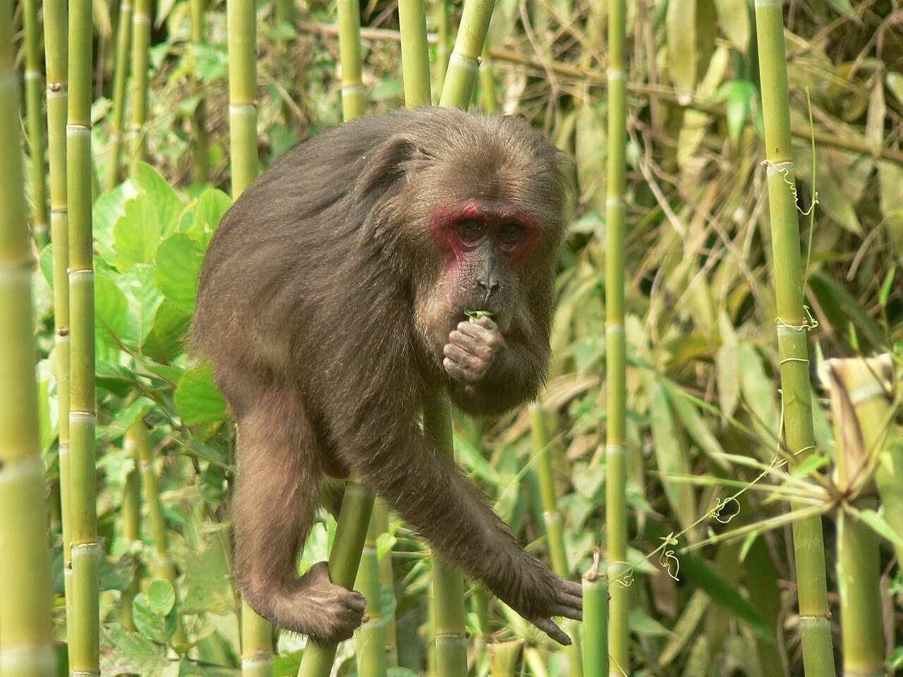 macaco-de-cauda-curta