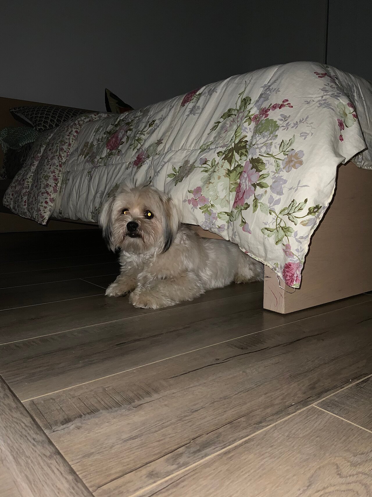 medo e ansiedade em cães