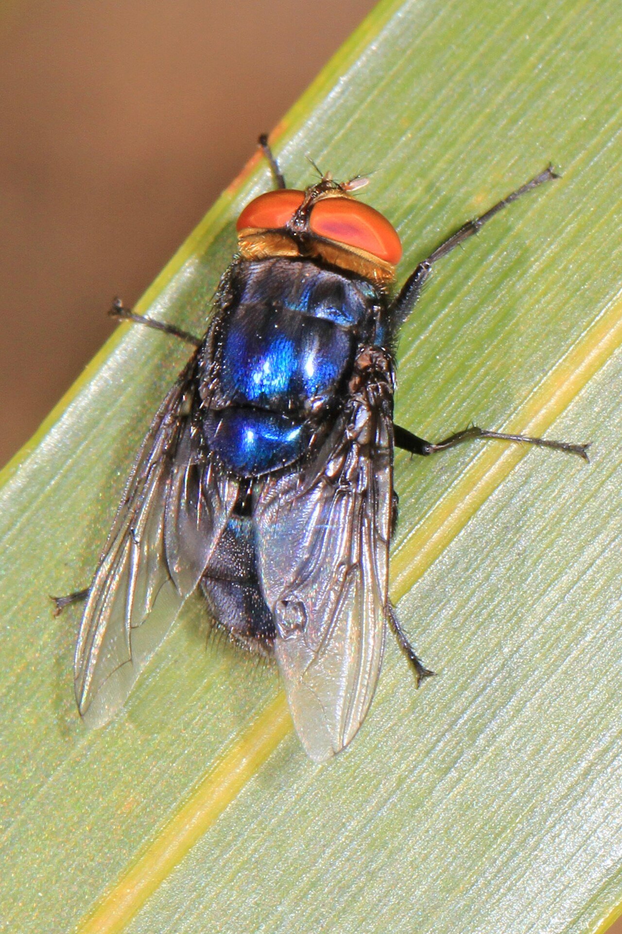 mosca da bicheira