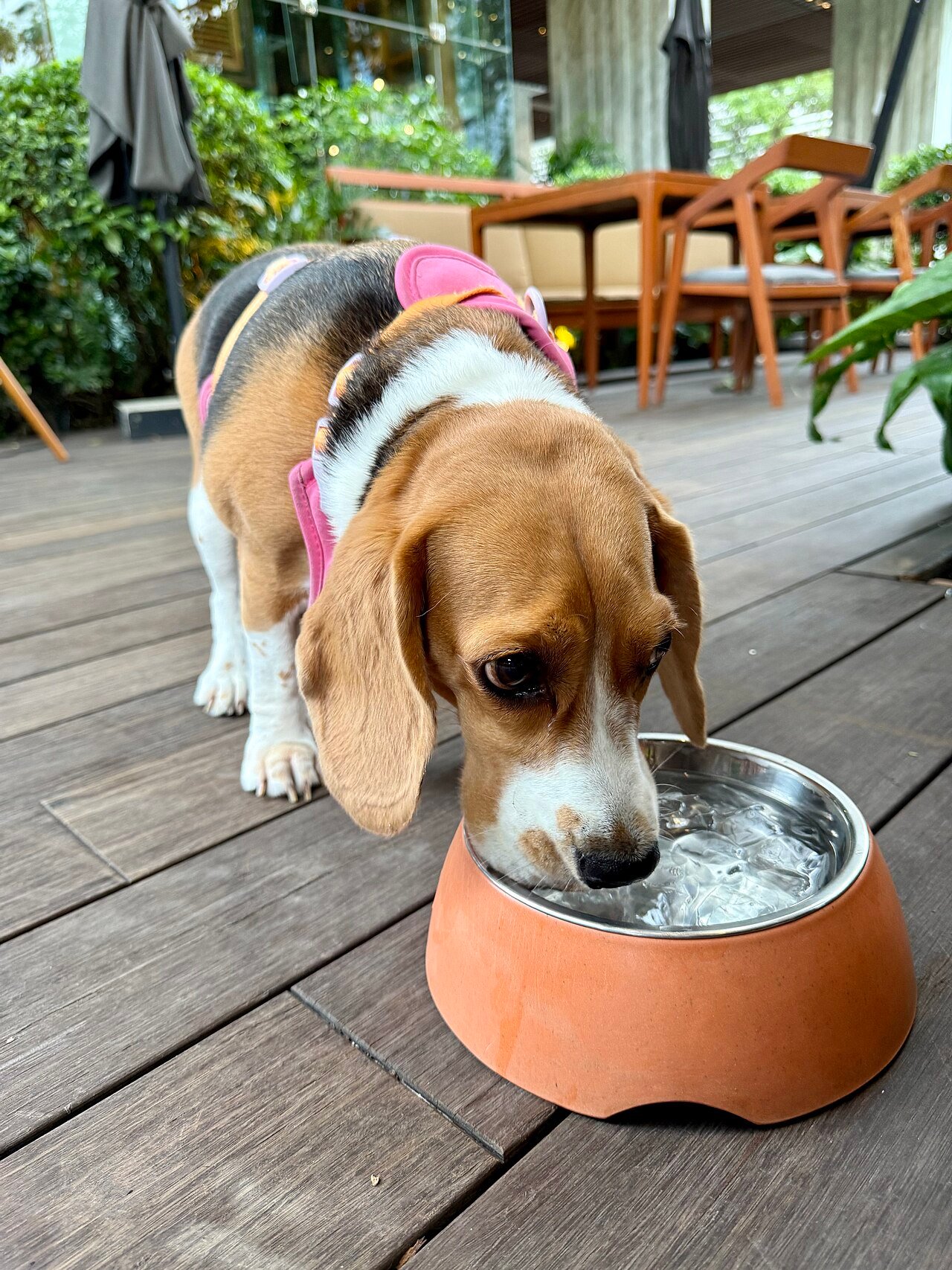 Brasil terá 6 ondas de calor até dezembro: como proteger cães e gatos do calor
