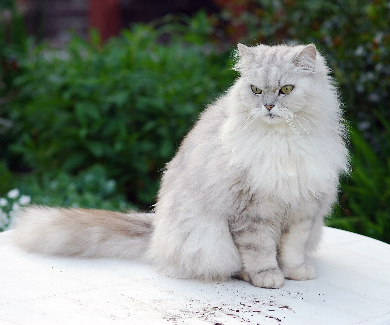 ozempic para gatos