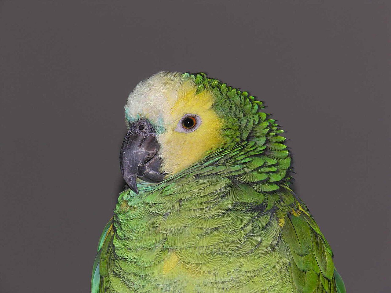 Seu papagaio chama você pelo nome? Estudo com 884 aves achou o padrão