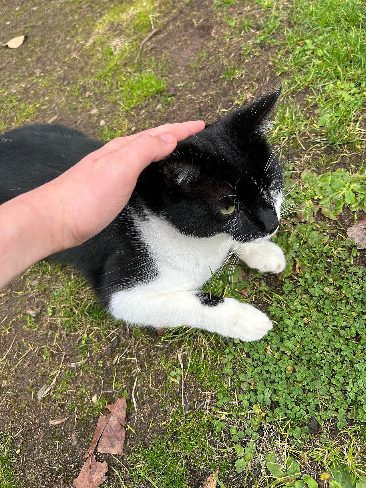 1.100 comentários em vídeos de gatos revelam como o público ignora os sinais de estresse em gatos 1 sinais de estresse em gatos