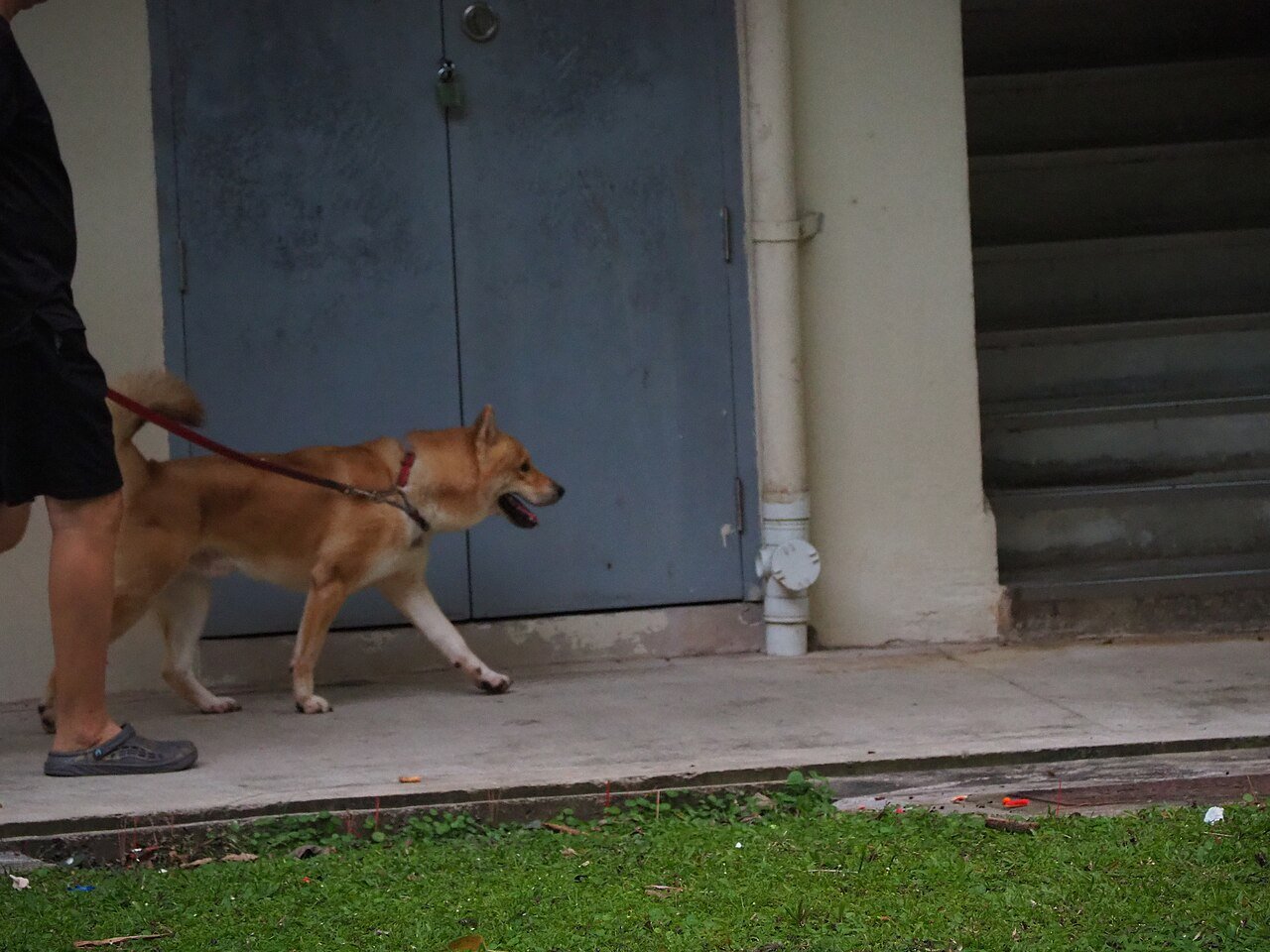 animais em áreas comuns de condomínio