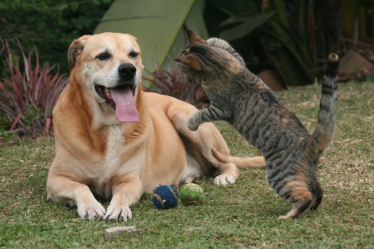 PFAS em cães e gatos: 'químicos eternos' apareceram em 99% dos animais testados na Europa 1 PFAS em cães e gatos