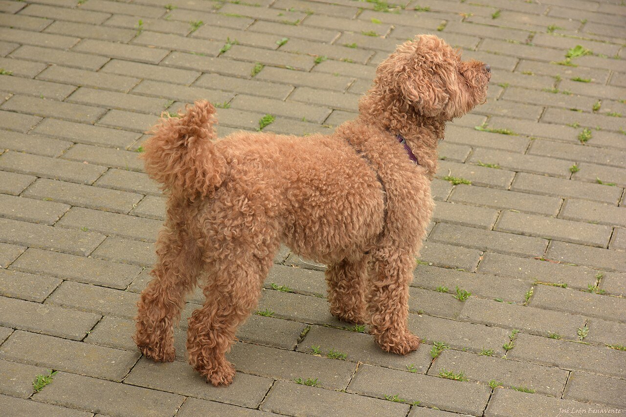 O poodle é a 2ª raça mais inteligente do mundo — e é justamente por isso que ele dá trabalho 1 poodle