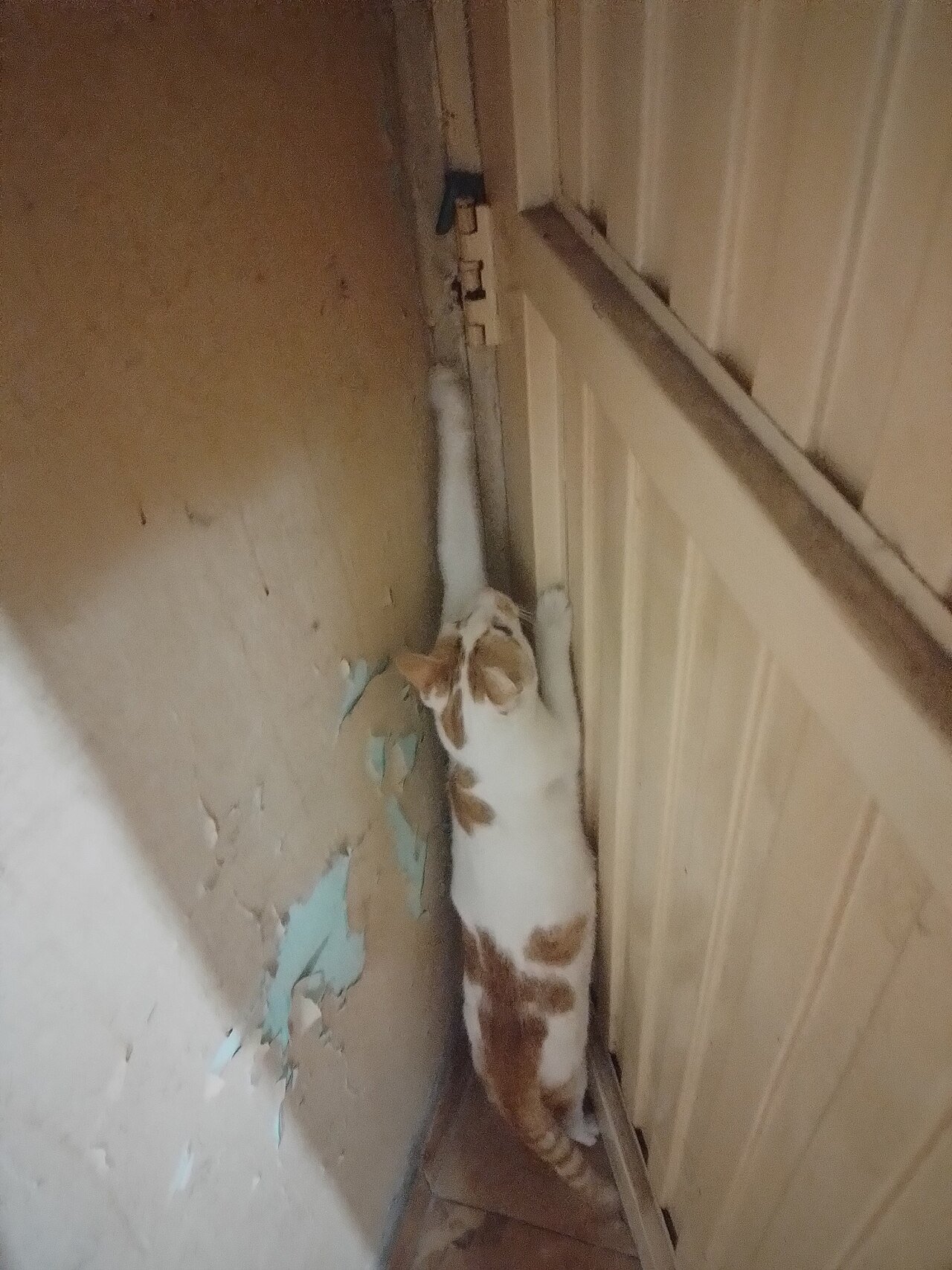 por que o gato cai de pé