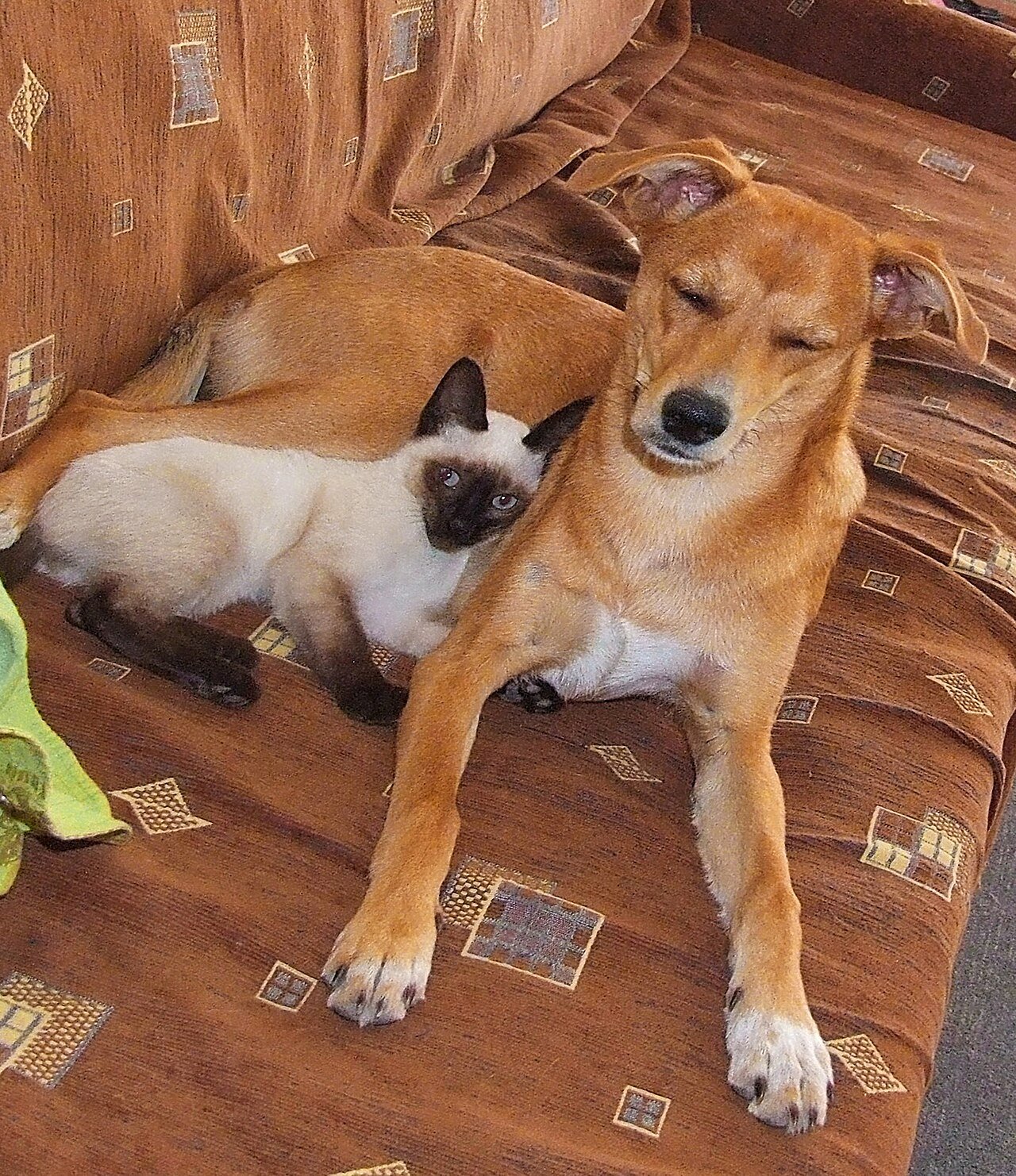 gato vive mais que o cachorro