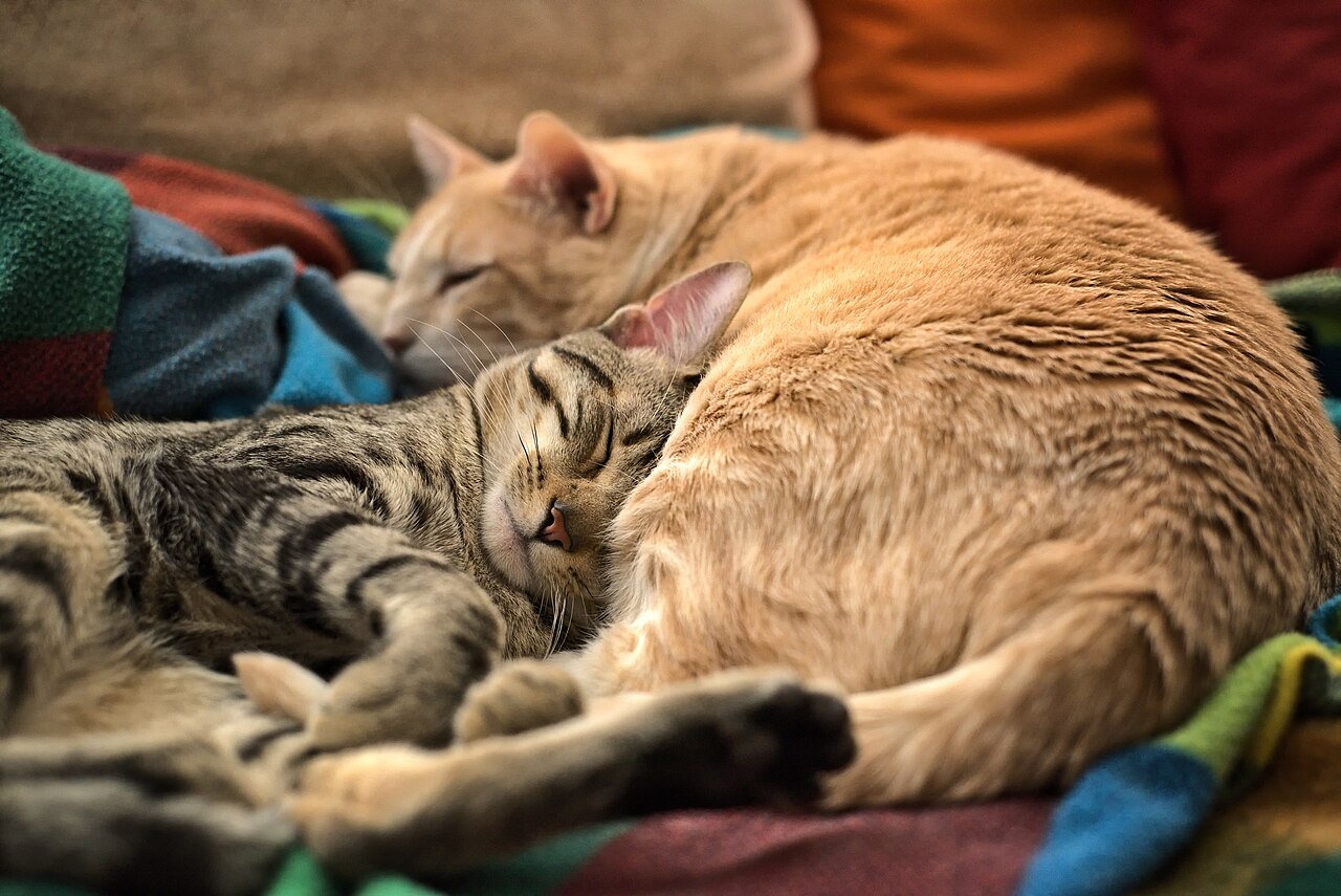 qualidade de vida do gato