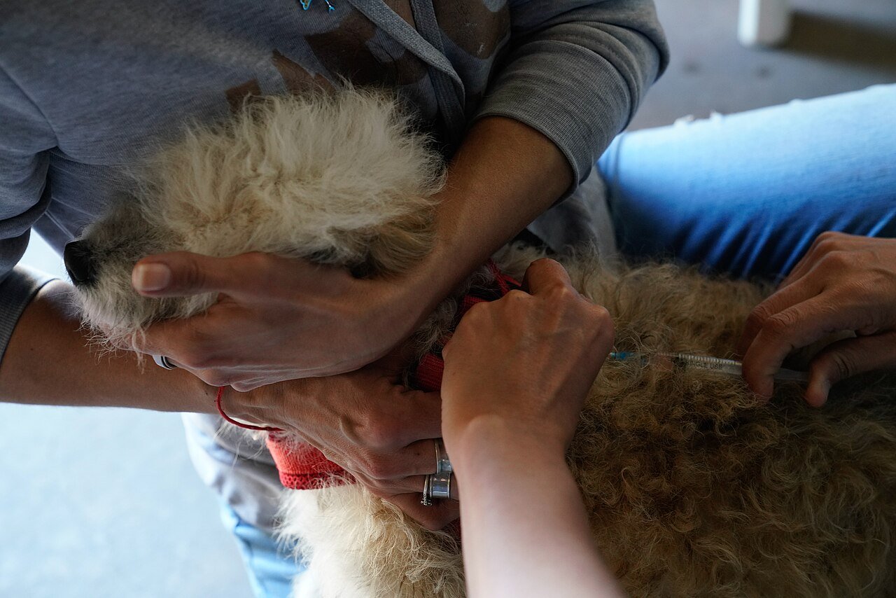 raiva canina