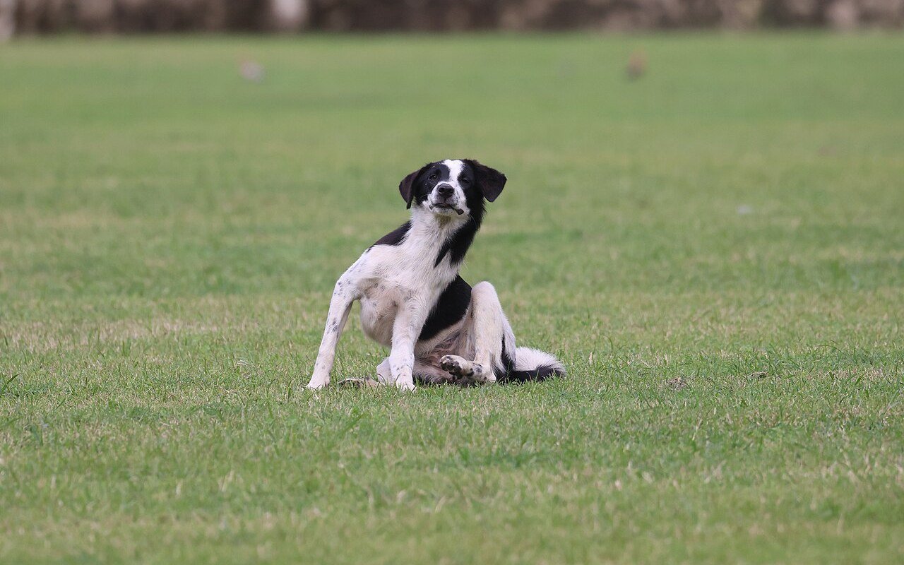 sarna em cachorro