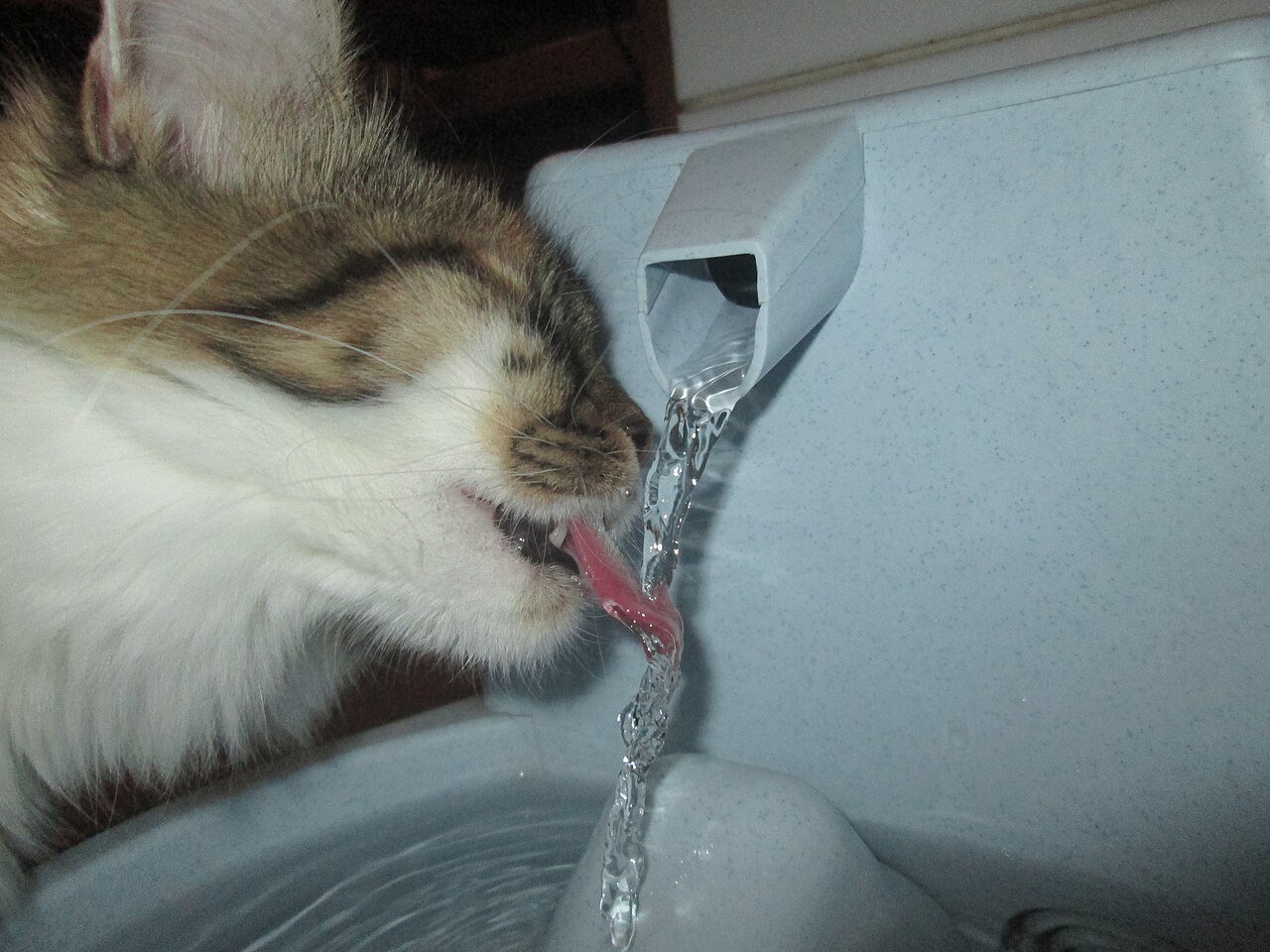 Areia que monitora o xixi do gato e caixa que se limpa sozinha: a tecnologia para pets que apareceu na maior feira da América Latina 1 tecnologia para pets