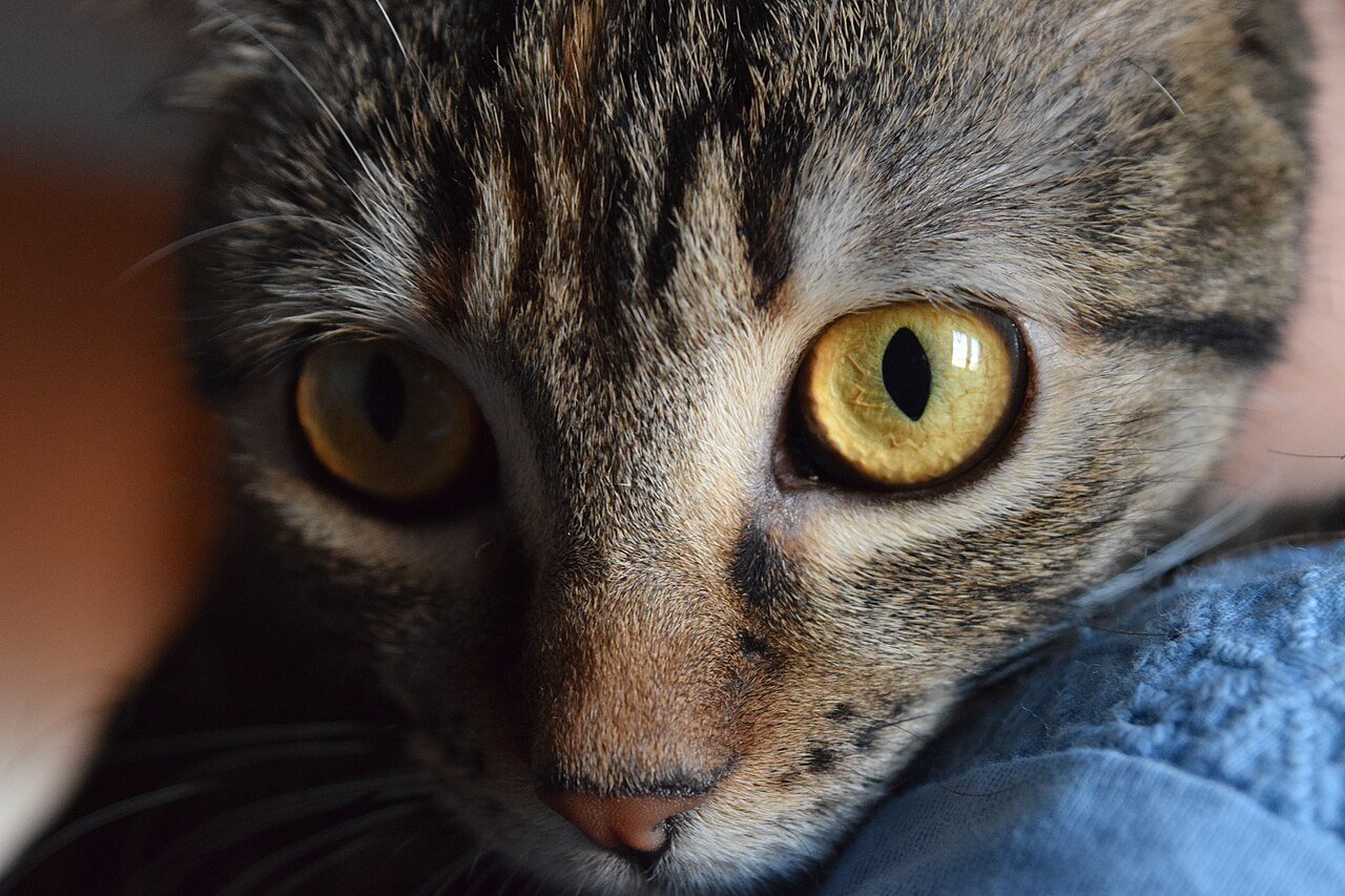 mancha preta no olho do gato