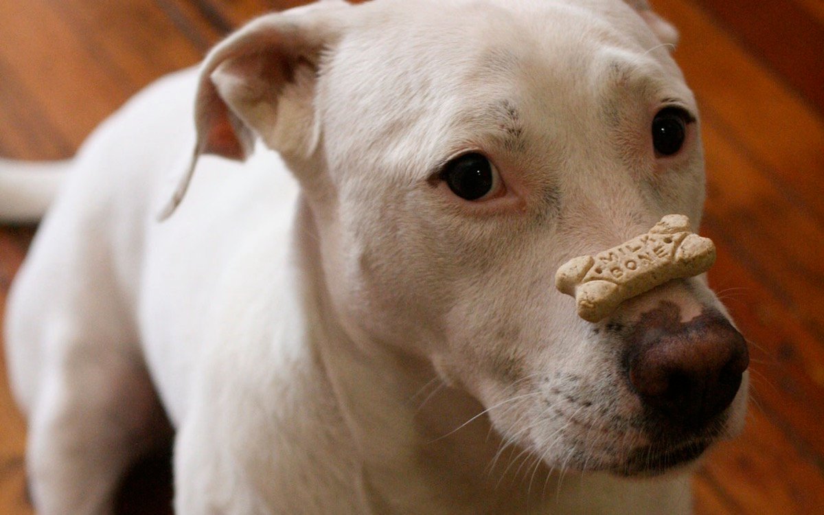 Autocontrole do cachorro ativa o cérebro de um jeito parecido com o nosso, mostra estudo com EEG
