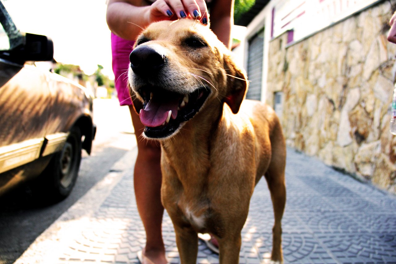 Nova lei em Goiás libera comedouros para animais comunitários em frente a casas e órgãos públicos