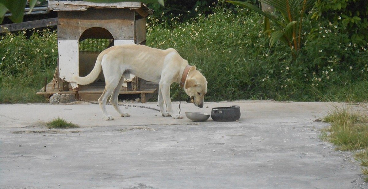 Lei proíbe acorrentar cães e gatos em São Paulo e veta coleira enforcadora: veja as regras