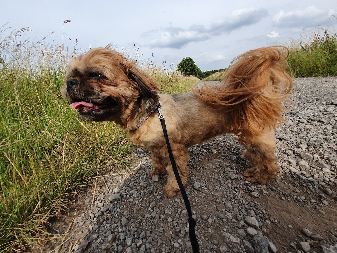 Ataque de pitbull a shih tzu em passeio custa mais de R$ 14,5 mil aos tutores em Natal