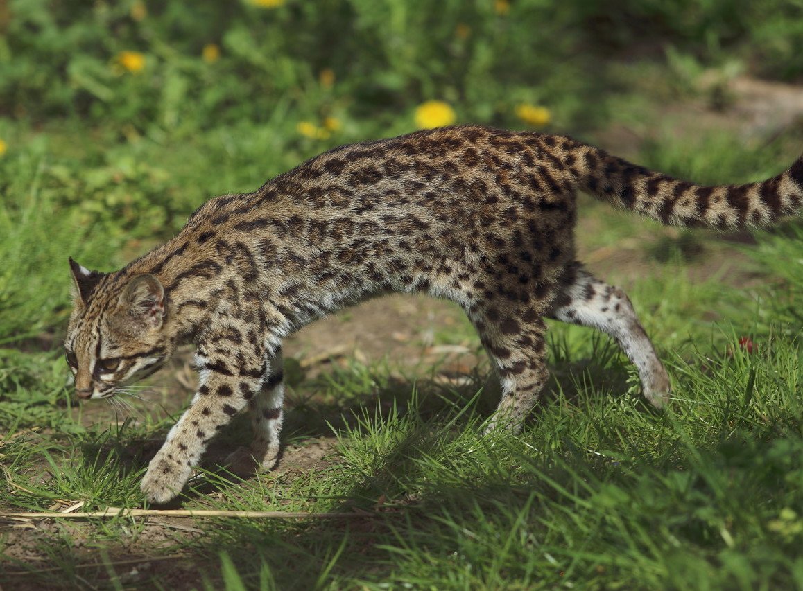 nova espécie de felino