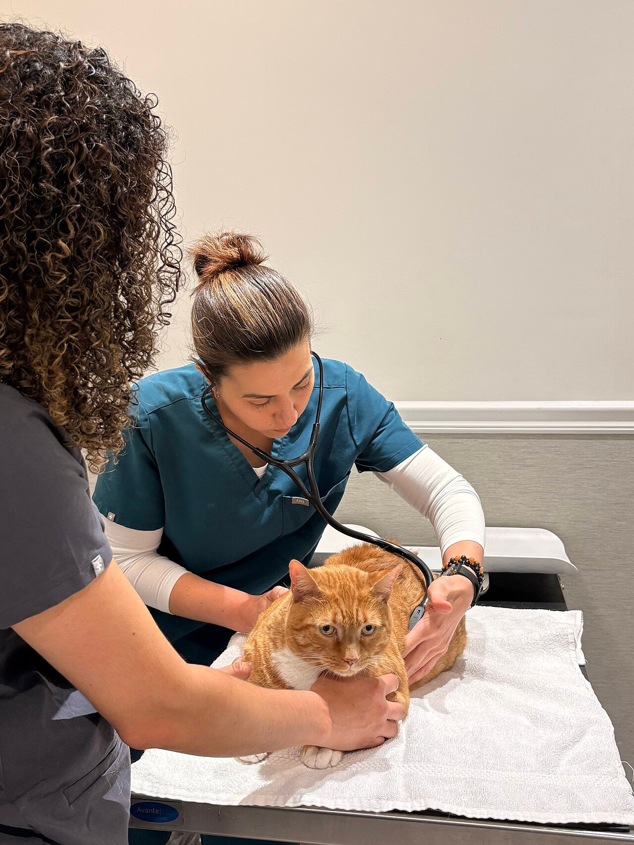 Overdose de Apoquel: remédio de coceira com sabor já soma 323 relatos em cães e gatos nos EUA
