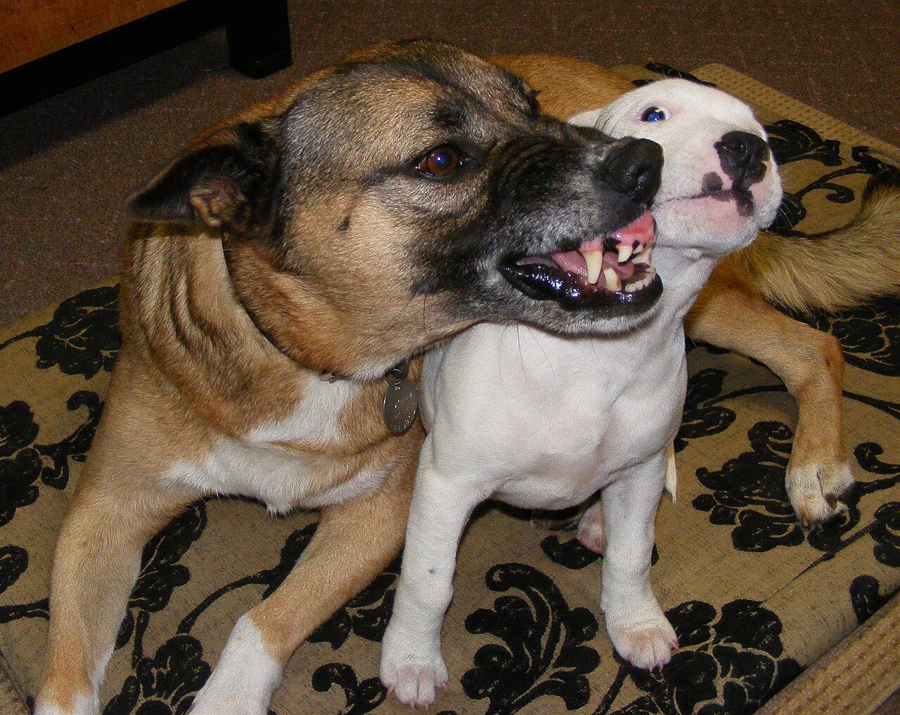 problemas de comportamento em cães