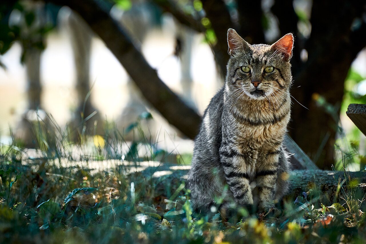 síndrome de Marfan em gatos